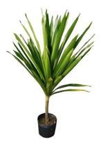 Muda De Dracena Arbórea - Ideal Para Ambientes Internos