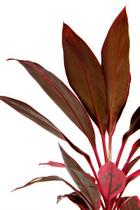 Muda de Dracena Baby Altura 0,40 cm a 0,80 cm