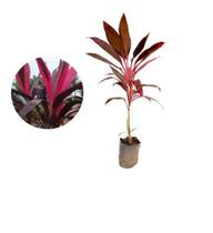 Muda de Dracena cordlyne 20 a 40cm Muda de Dracena cordlyne 20 a 40cm