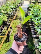Muda de Dracena Pau-d'Água - Planta de Interior para Decoração