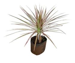 Muda De Dracena Tricolor - Ideal Para Jardins Muda De Dracena Tricolor - Ideal Para Jardins