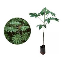 Muda de Embauba 20 a 40cm AMK - Plantas Online