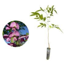 Muda de Embira de Sapo 20 a 40cm AMK - Plantas Online