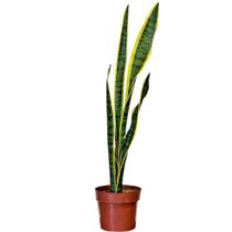 Muda de Espada de São Jorge Variegata 90cm Alta Pote 17 - Velling Holambra Muda de Espada de São Jorge Variegata 90cm Alta Pote 17 - Velling Holambra