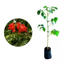 Muda de Espatodea 20 a 40cm AMK - Plantas Online