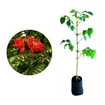 Muda de Espatodea 50 a 80cm AMK - Plantas Online