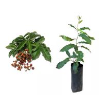 Muda de Espinheira Santa 20 a 40cm AMK - Plantas Online Muda de Espinheira Santa 20 a 40cm AMK - Plantas Online
