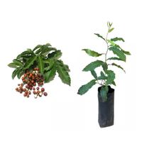 Muda de Espinheira Santa 20 a 40cm AMK - Plantas Online Muda de Espinheira Santa 20 a 40cm AMK - Plantas Online