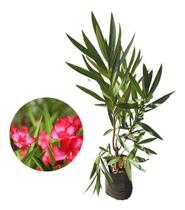 Muda De Espirradeira Vermelha - Nerium Oleander Muda De Espirradeira Vermelha - Nerium Oleander