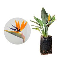 Muda de Estrelicia 20 a 40cm AMK - Plantas Online