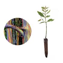 Muda de Eucalipto Arco-iris 20 a 40cm AMK - Plantas Online