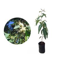 Muda de Eucalipto Cheiroso 20 a 40cm AMK - Plantas Online Muda de Eucalipto Cheiroso 20 a 40cm AMK - Plantas Online