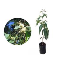 Muda de Eucalipto Cheiroso 20 a 40cm AMK - Plantas Online