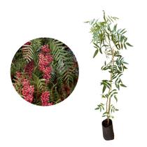 Muda de Falso Chorao 20 a 40cm AMK - Plantas Online Muda de Falso Chorao 20 a 40cm AMK - Plantas Online