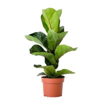 Muda De Ficus Lira Lyrata Banbino Planta Para Sala Escritório E Área Interna
