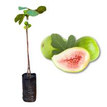 Muda de Figo Branco Produzindo Produz em Vasos