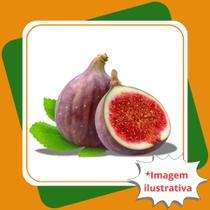 Muda de Figo Roxo de Valinhos Fícus Carica L.