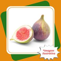 Muda de Figo Roxo de Valinhos Fícus Carica L.