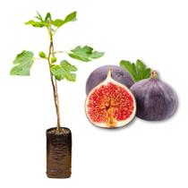 Muda de Figo Roxo de Valinhos Produzindo Produz em Vasos Muda de Figo Roxo de Valinhos Produzindo Produz em Vasos