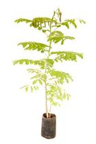 Muda de Flamboyant Mirim Altura 0,40 cm a 0,80 cm Muda de Flamboyant Mirim Altura 0,40 cm a 0,80 cm