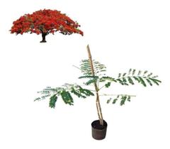 Muda De Flamboyant Vermelho 20cm Muda De Flamboyant Vermelho 20cm