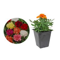 Muda de Flor De Cravo 20 a 40cm AMK - Plantas Online
