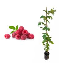 Muda de Framboesa 20 a 40cm AMK - Plantas Online