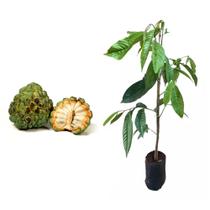 Muda de Fruta Do Conde 20 a 40cm AMK - Plantas Online