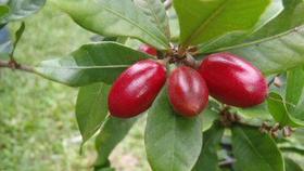 Muda de Fruta do Milagre Altura de 0,10 cm a 0,30 cm - Plantas