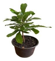 Muda De Fruta Do Milagre - Já Produzindo!