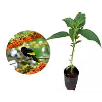 Muda de Fruta do Sabia 20 a 40cm AMK - Plantas Online