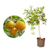 Muda de Gabiroba 20 a 40cm AMK - Plantas Online - Genérico