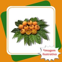 Muda de Gabiroba de Folha Crespa Campomanesia reitziana D. Legrand. - Gardencitrus