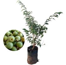 Muda De Gabiroba Para Produzir - AMK - Jardinagem e Paisagismo