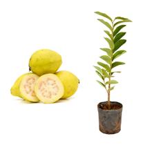 Muda de Goiaba Amarela 20 a 40cm AMK - Plantas Online