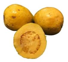 Muda De Goiaba Amarela + Brinde Muda De Goiaba Amarela + Brinde