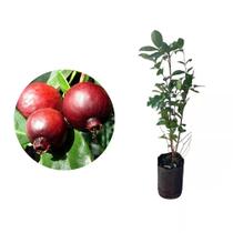 Muda de Goiaba Araçá Vermelho 20 a 40cm AMK - Plantas Online