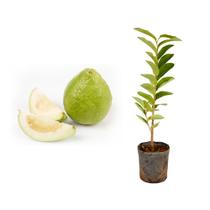 Muda de Goiaba Branca 20 a 40cm AMK - Plantas Online