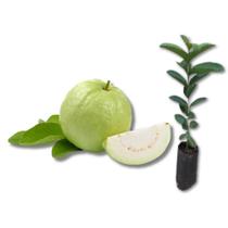 Muda de Goiaba Branca