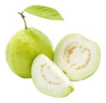 Muda De Goiaba Branca Pingo De Mel Muda De Goiaba Branca Pingo De Mel