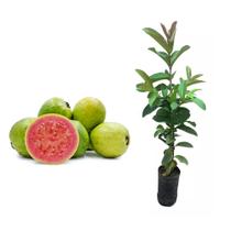 Muda de Goiaba Paluma 20 a 40cm AMK - Plantas Online
