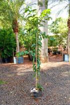 Muda de Goiaba Paluma Altura 0,40 cm a 0,80 cm