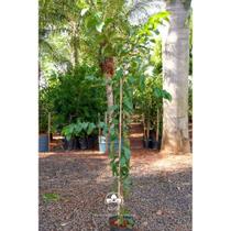 Muda de Goiaba Paluma Produzindo Altura 1,0 m a 1,5 m