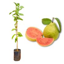 Muda de Goiaba Paluma Rápida Produção Produz em Vasos