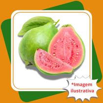 Muda de Goiaba Paluma Vermelha Psidium guajava