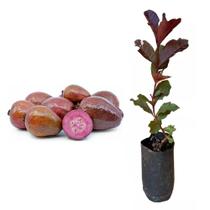 Muda de Goiaba Roxa 20 a 40cm AMK - Plantas Online