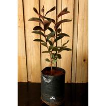 Muda de Goiaba Roxa Altura de 0,40 cm a 0,80 cm