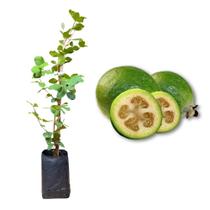 Muda de Goiaba Serrana Feijoa Rápida Produção Produz em Vasos