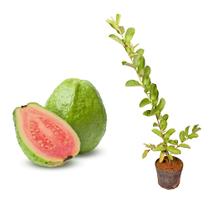 Muda De Goiaba Vermelha 20cm a 40cm Muda De Goiaba Vermelha 20cm a 40cm