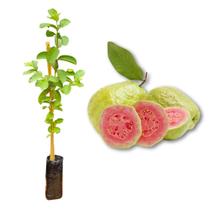 Muda de Goiaba Vermelha Rápida Produção Produz em Vasos